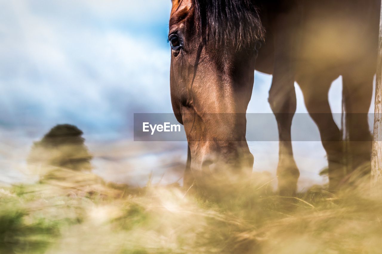 VIEW OF AN ANIMAL ON FIELD