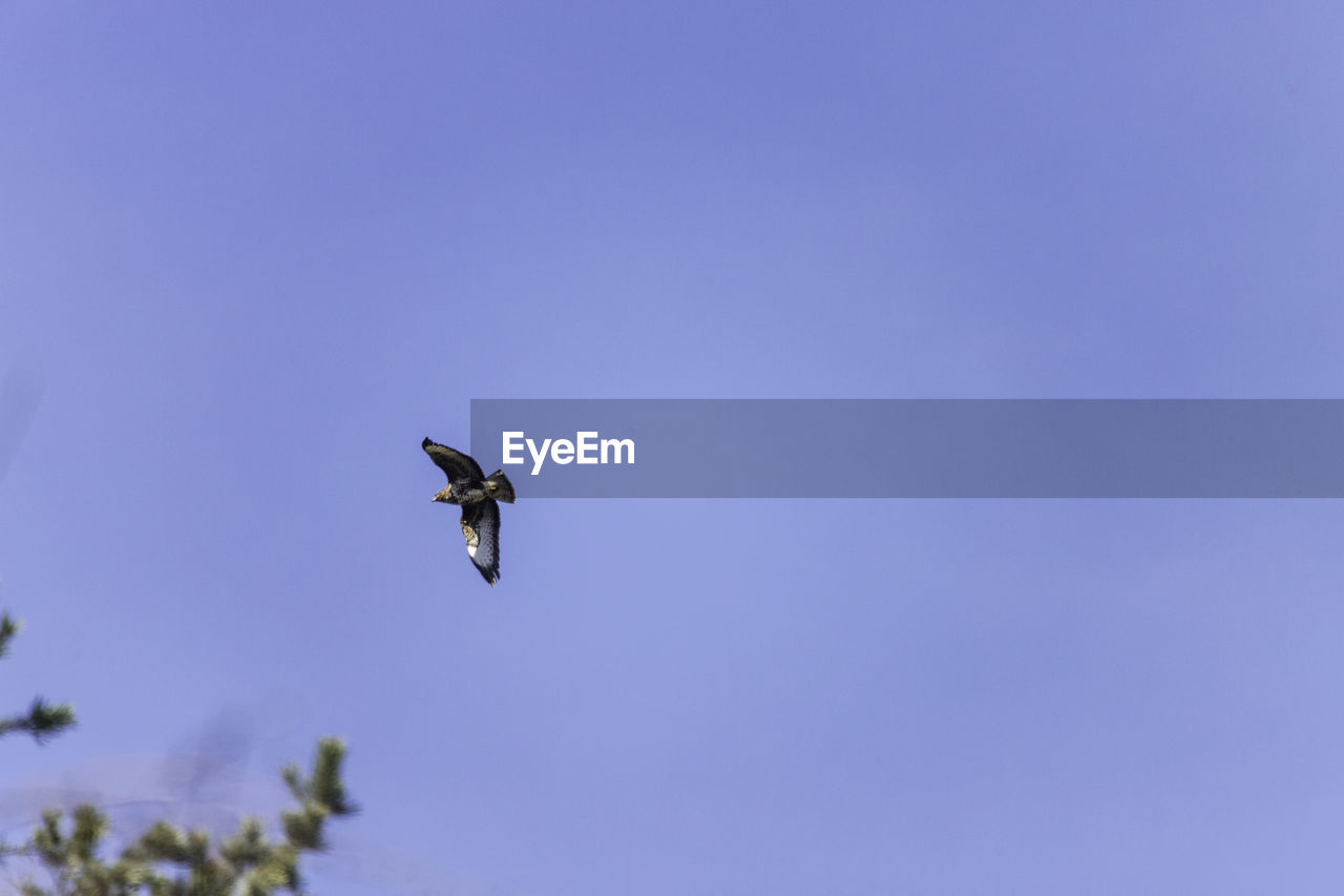 LOW ANGLE VIEW OF BIRD FLYING AGAINST BLUE SKY