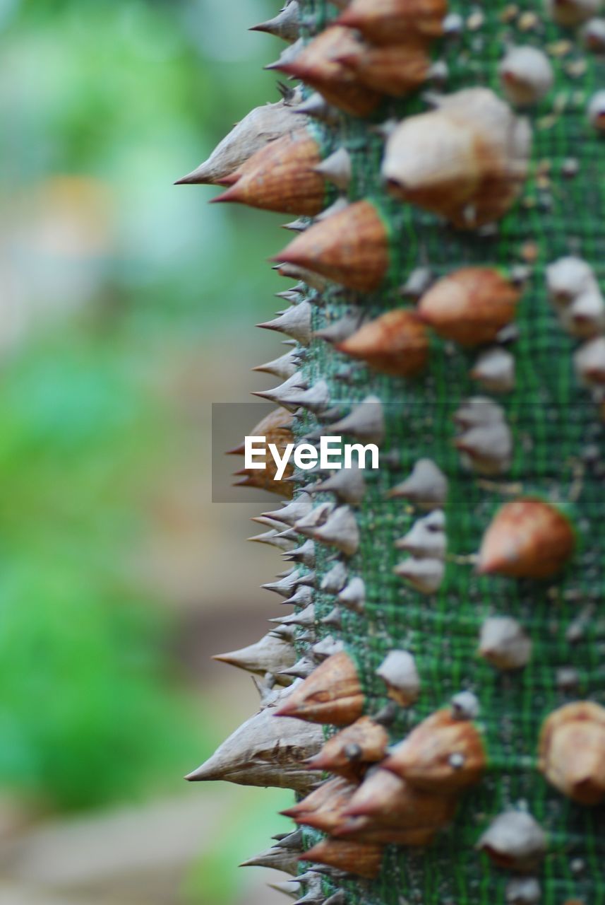 Close-up of thorns at tree