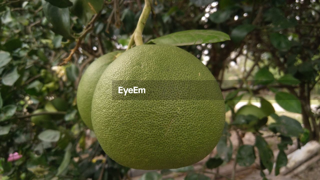 Close-up of fruits hanging on tree