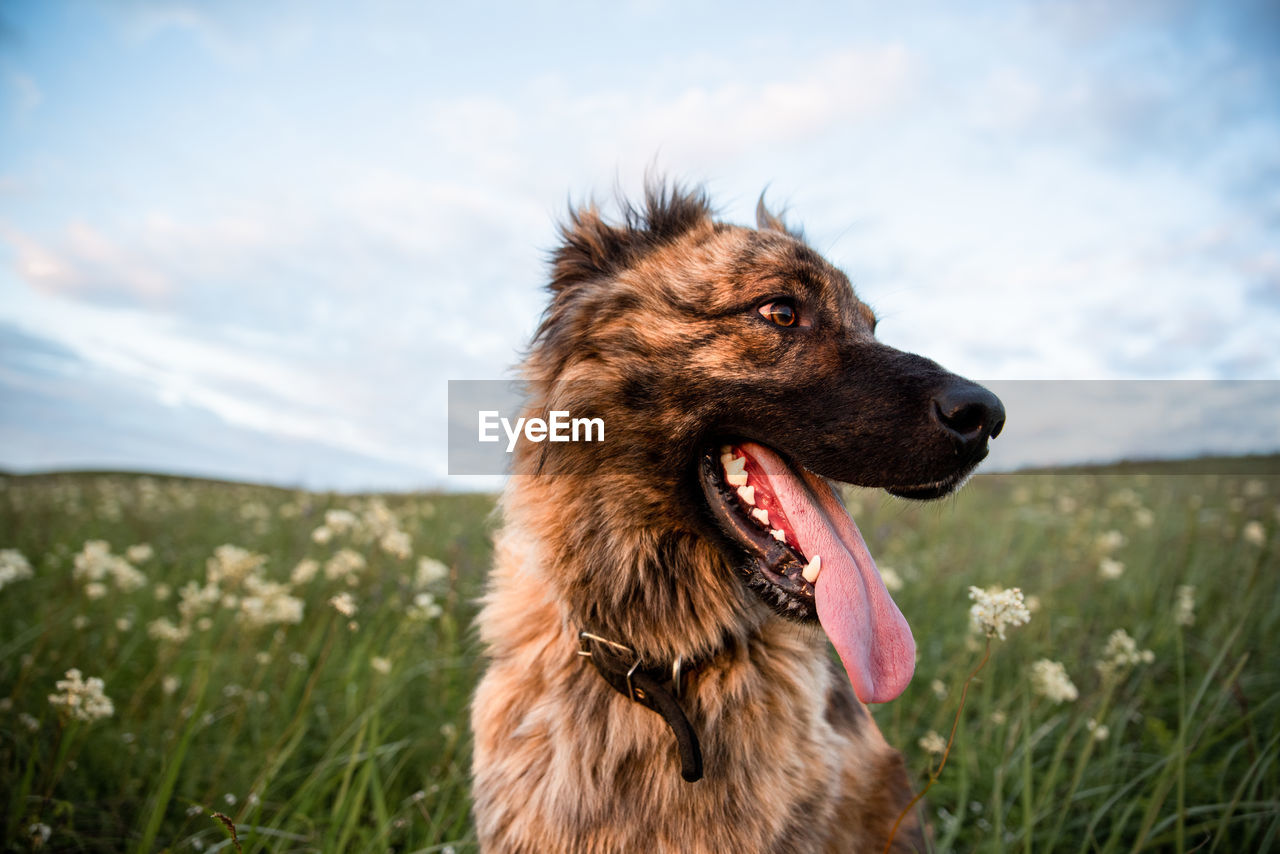 BROWN DOG LOOKING AWAY