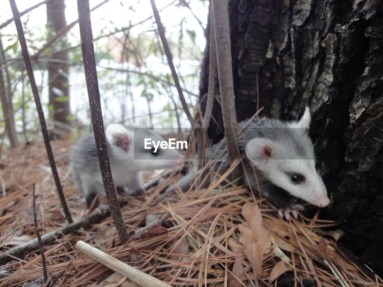 Possums by tree trunk in forest