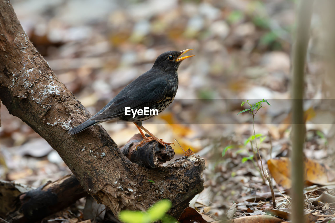 Close-up of blackbird perching on wood