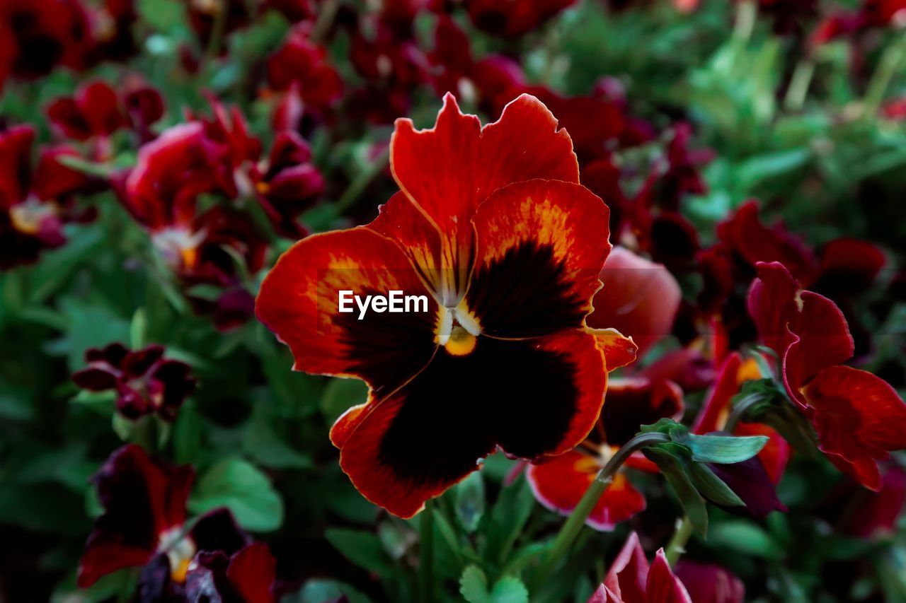 Close-up of red flowering plant