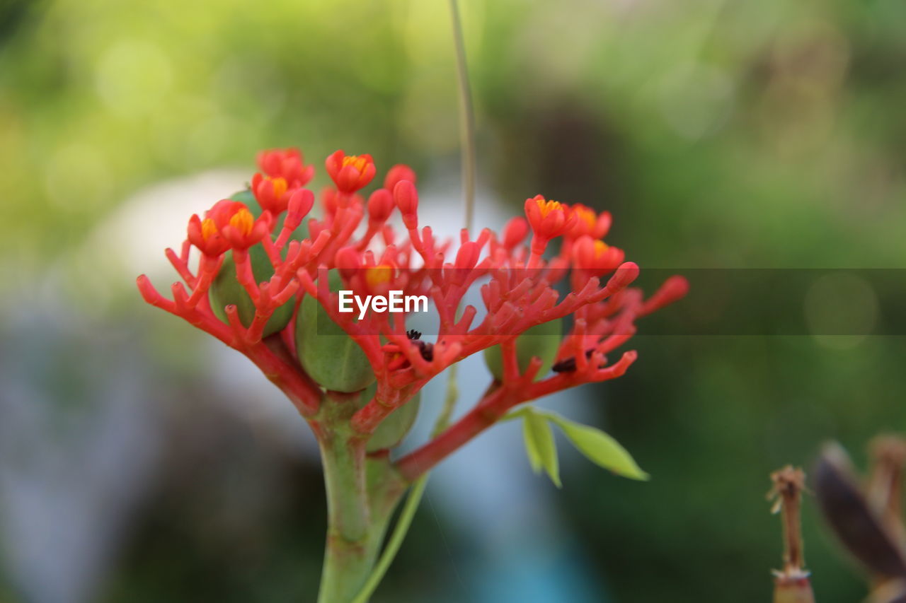 CLOSE-UP OF RED FLOWERS