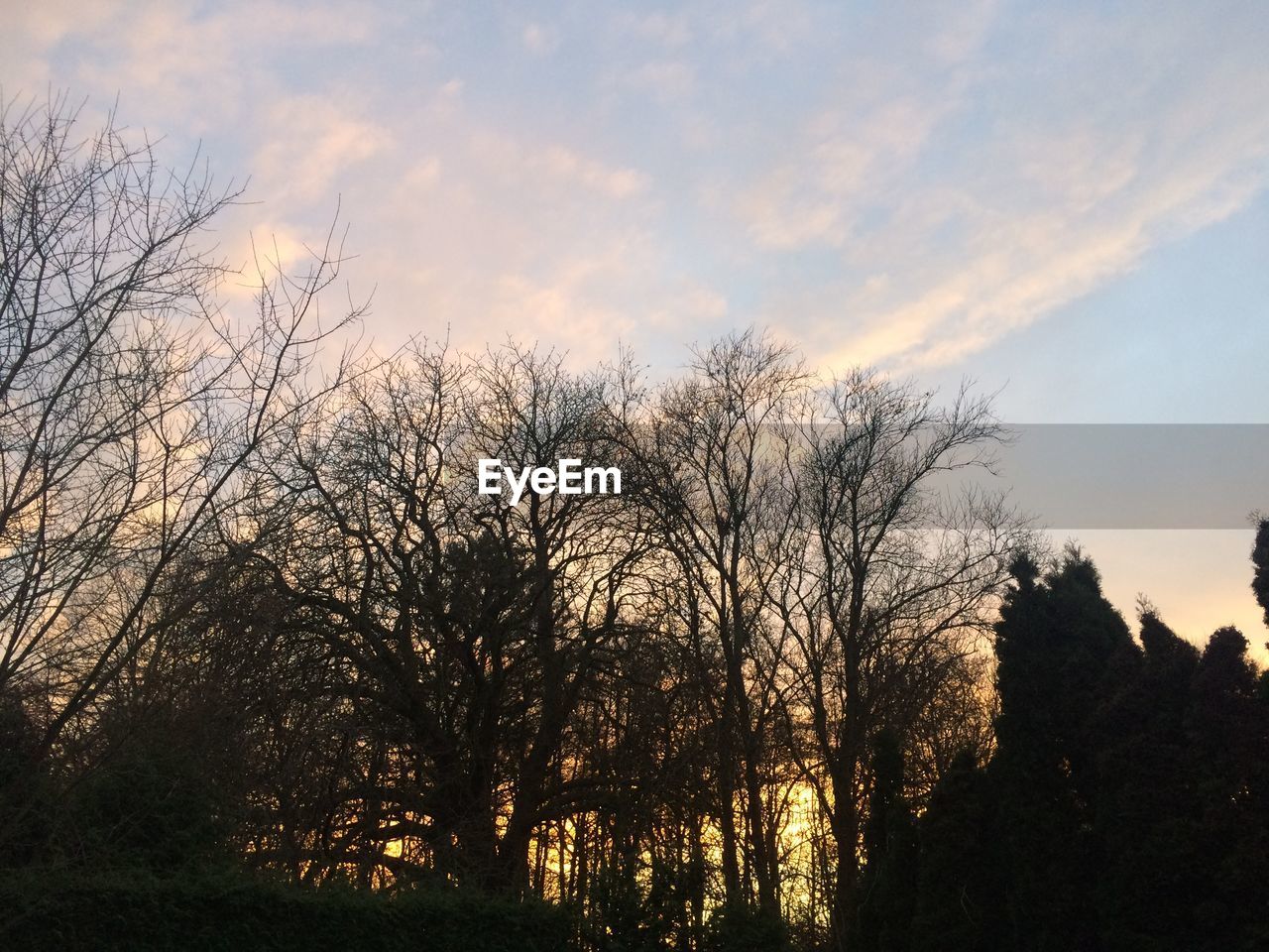 Silhouette bare trees against sky during sunset