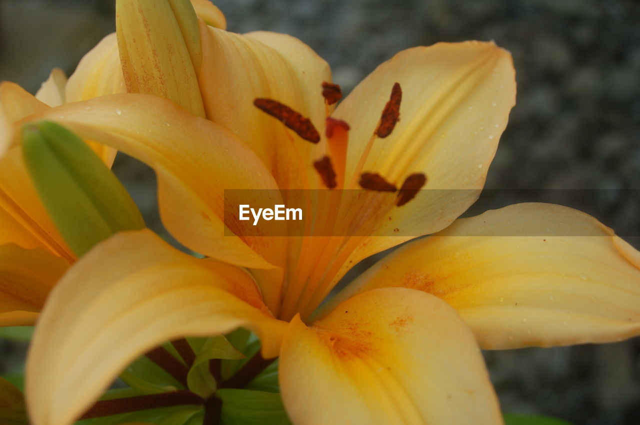 CLOSE-UP OF YELLOW FLOWERS BLOOMING