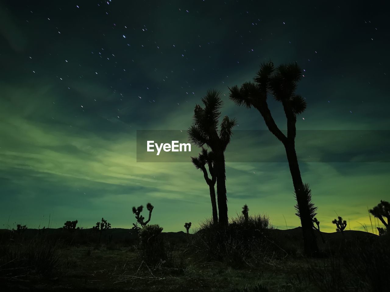 Silhouette trees on field against sky at night