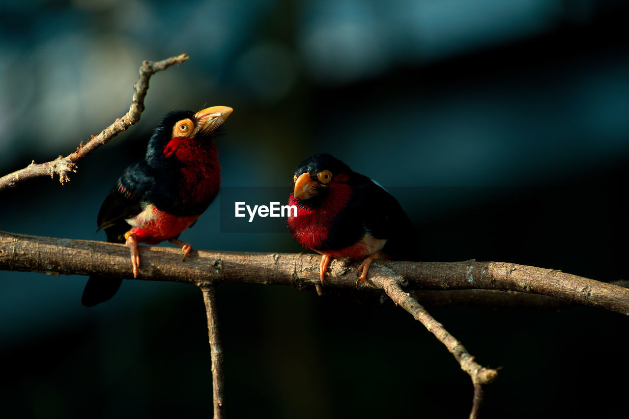 Close-up of birds perching on branch