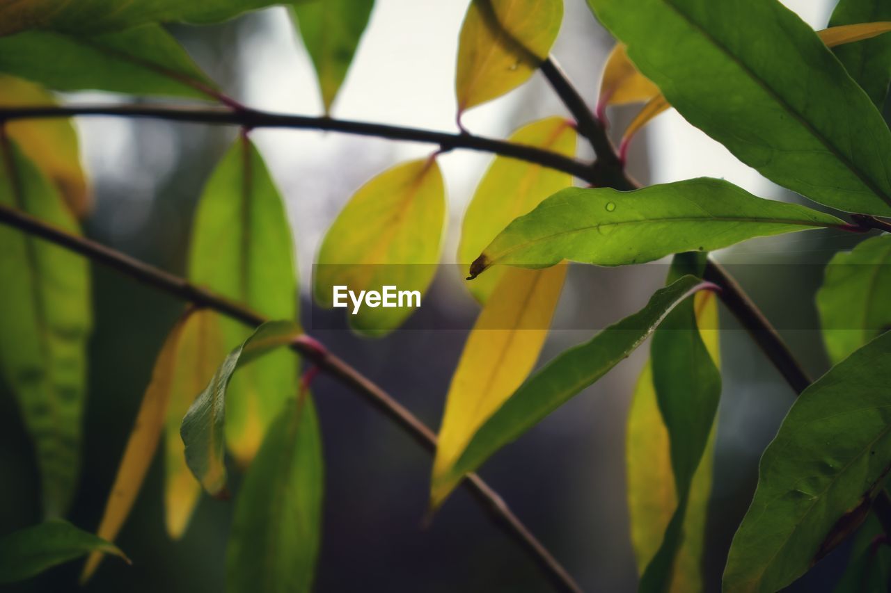 green, leaf, plant part, yellow, plant, sunlight, branch, nature, growth, tree, no people, close-up, flower, beauty in nature, outdoors, focus on foreground, day, freshness, fruit, food and drink, food, macro photography