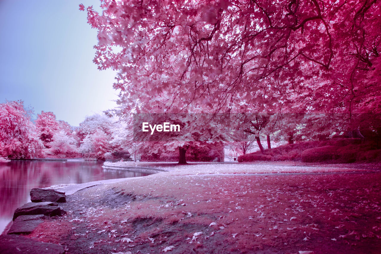 PINK FLOWERS ON TREE BRANCH