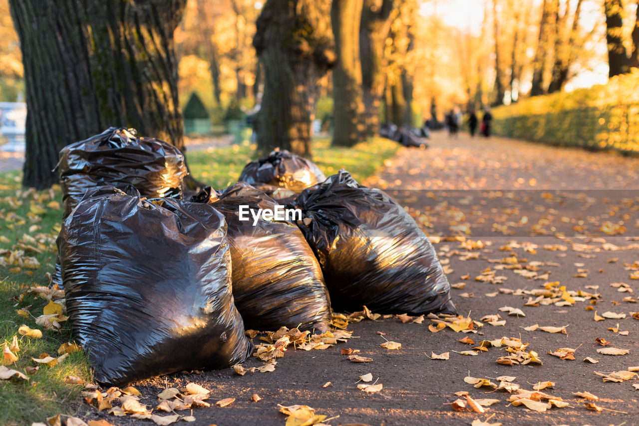 Seasonal cleaning of city streets from fallen leaves of trees. autumn season, foliage concept