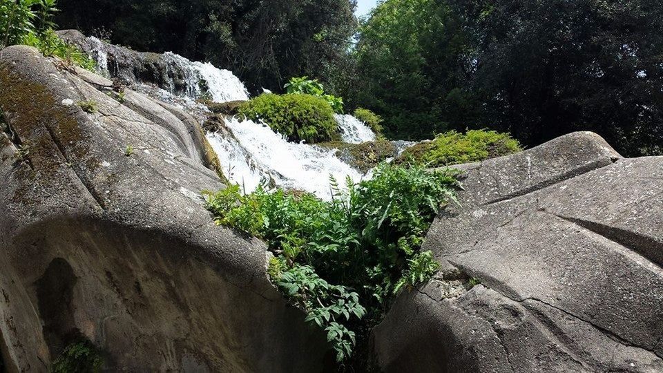 TREES GROWING ON ROCKS