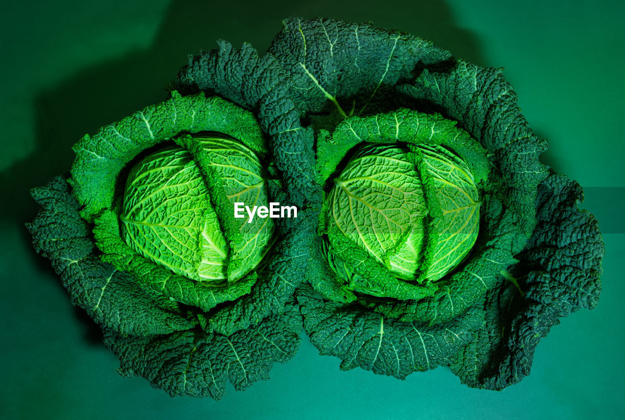 close-up of green leaf
