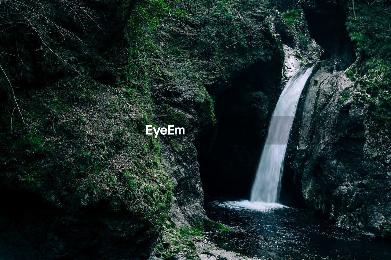 Scenic view of waterfall in rainforest