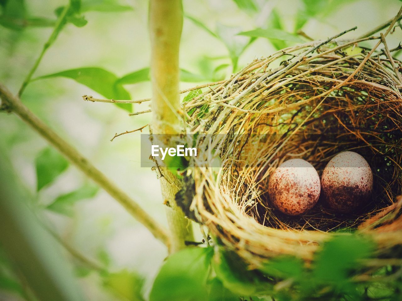 CLOSE-UP OF BIRD IN NEST