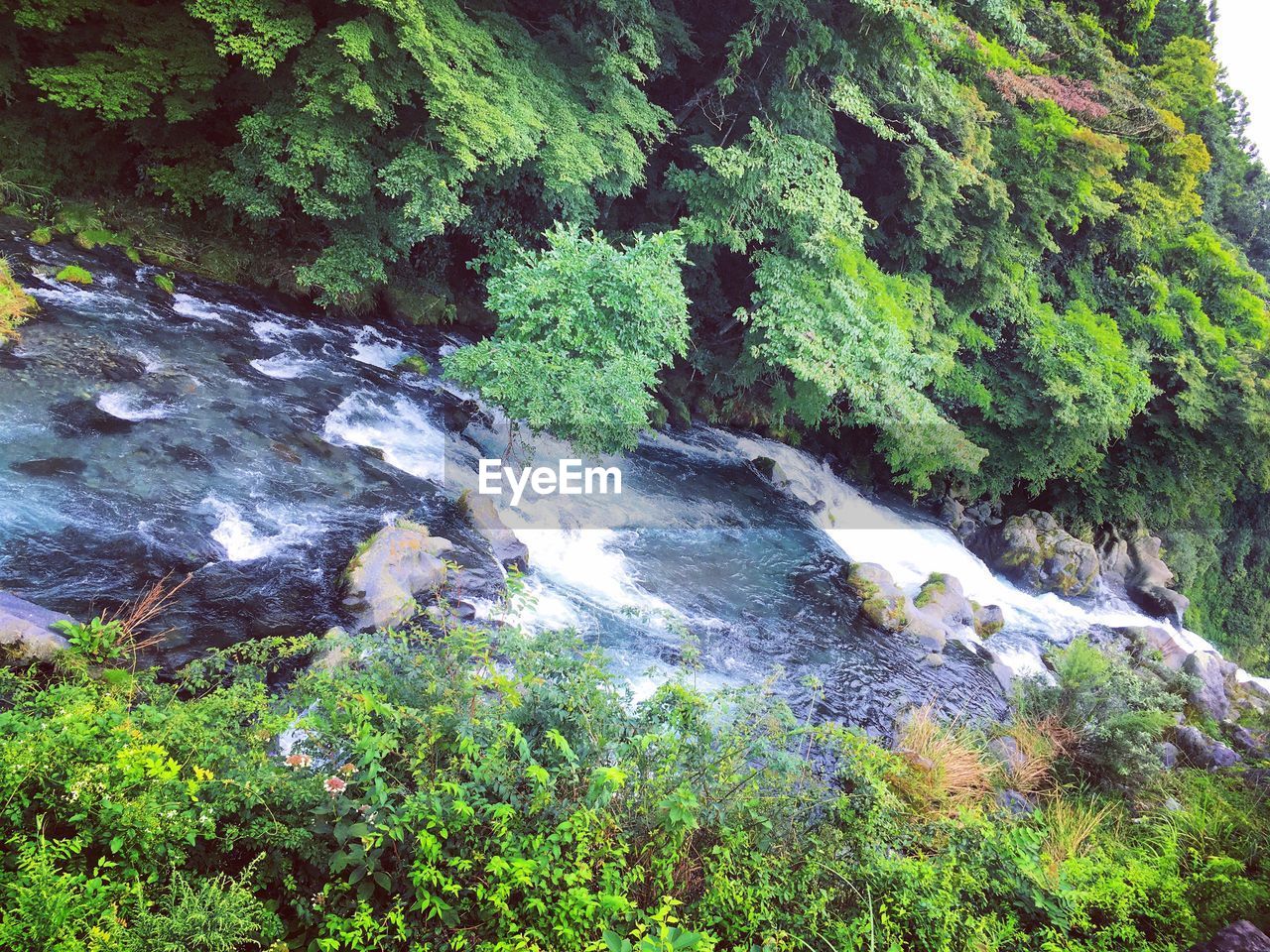 SCENIC VIEW OF FOREST