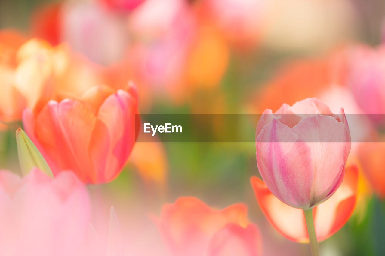 Close-up of pink tulips