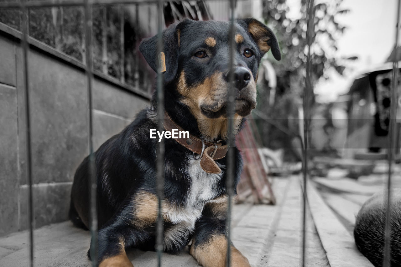 Dog in animal shelter waiting for adoption. portrait of red homeless dog in animal shelter cage.