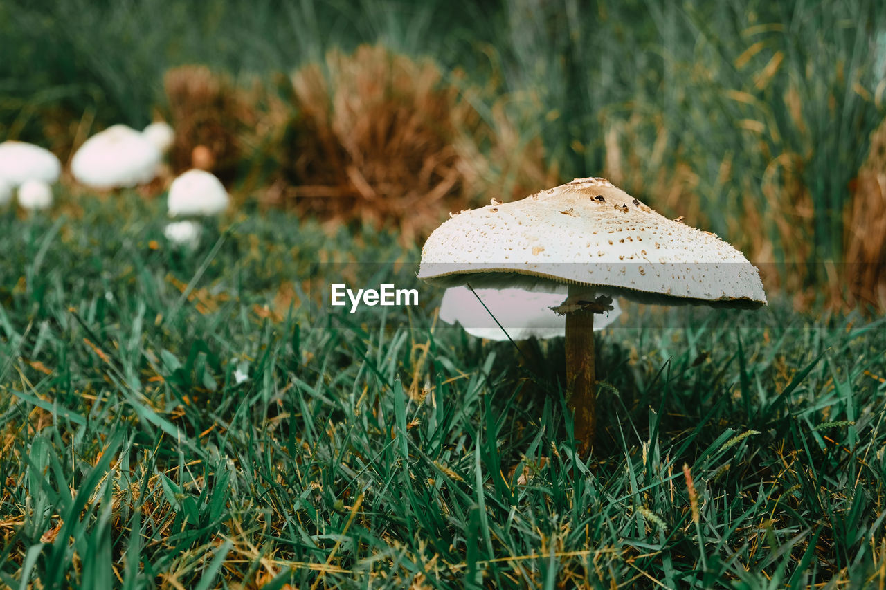 Close-up of mushroom on field