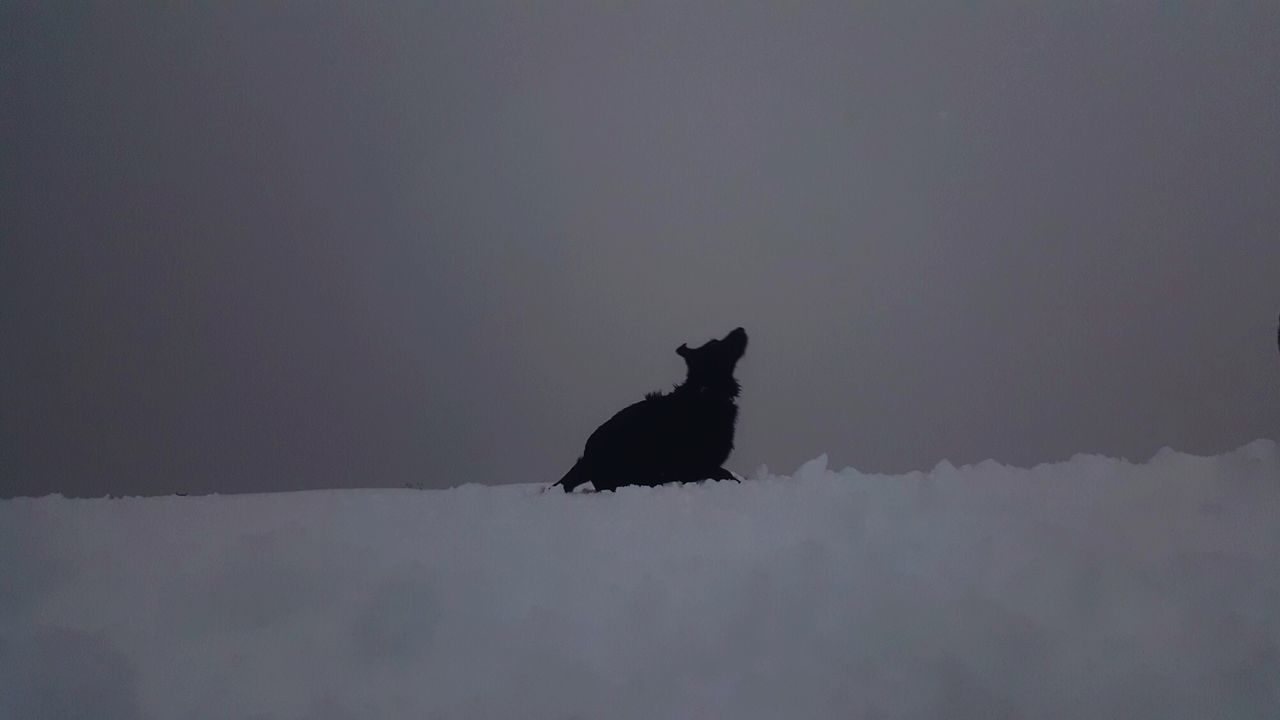 SILHOUETTE BIRD ON SNOW COVERED LANDSCAPE