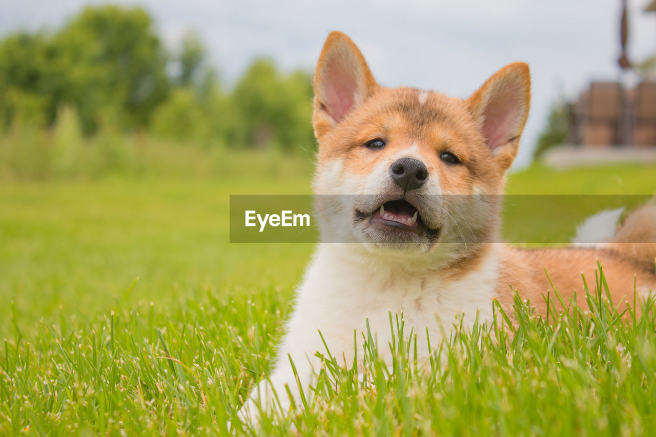 Portrait of a dog on field