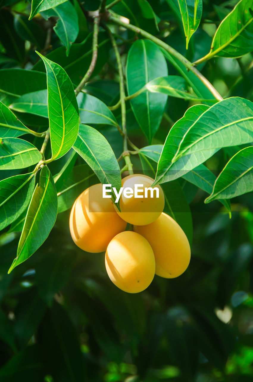 CLOSE-UP OF FRUIT GROWING ON TREE