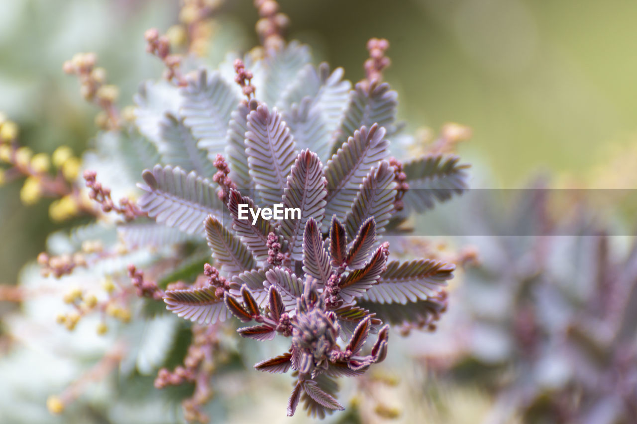 Close-up of flowering plant