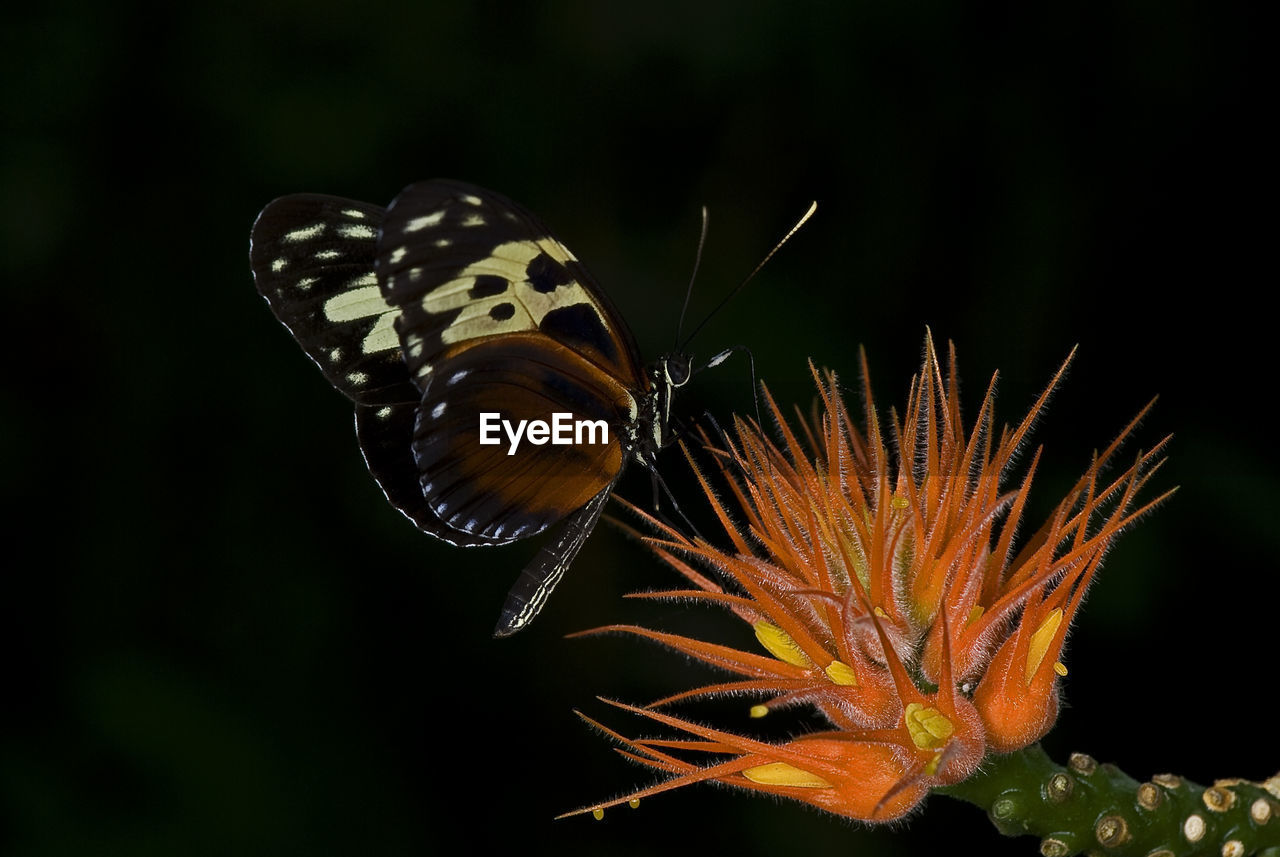 CLOSE-UP OF BUTTERFLY ON FLOWER