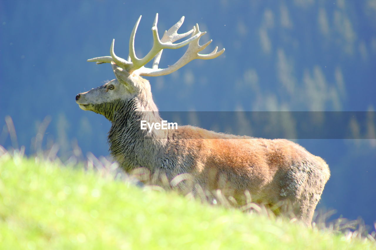 Swamp deer in forest