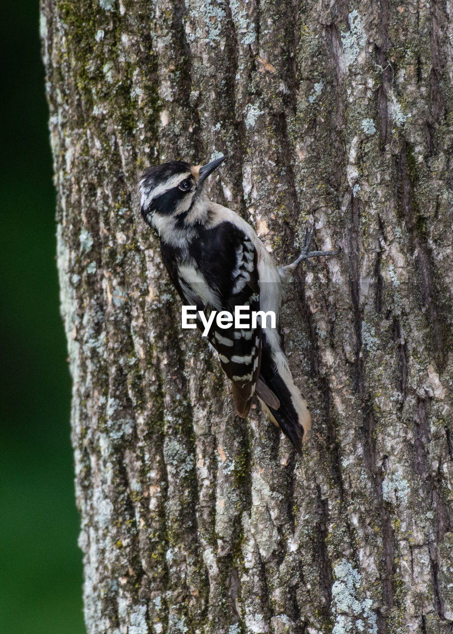 DEAD BIRD PERCHING ON TREE TRUNK