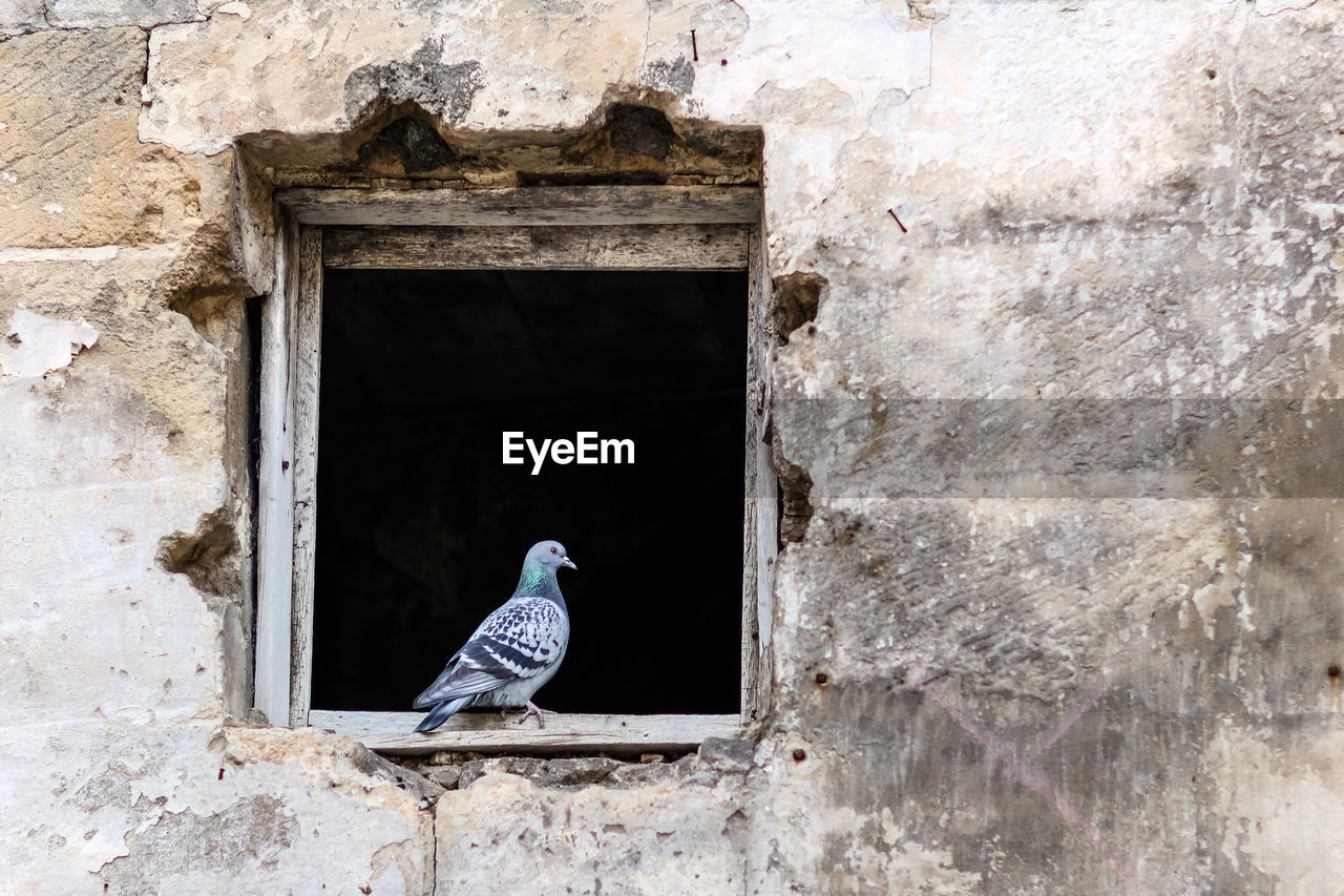 Bird in window