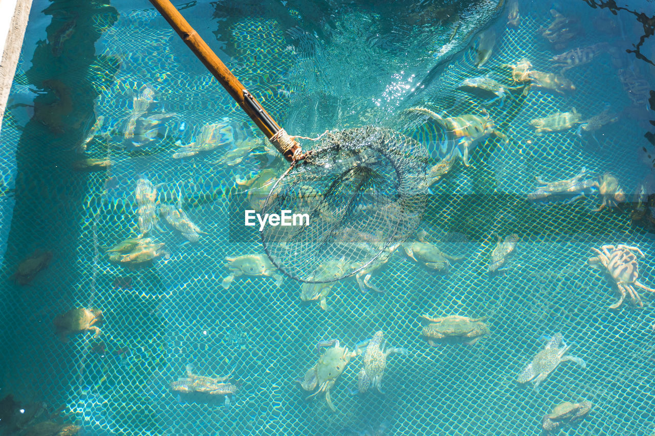 CLOSE-UP OF JELLYFISH SWIMMING POOL