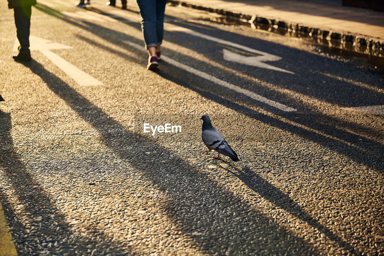 sunlight, shadow, road, bird, animal themes, animal, city, road surface, asphalt, street, day, nature, wildlife, animal wildlife, walking, transportation, low section, one animal, outdoors, human leg, road marking, lane, marking, lifestyles, crossing, one person, men, high angle view, black, footpath