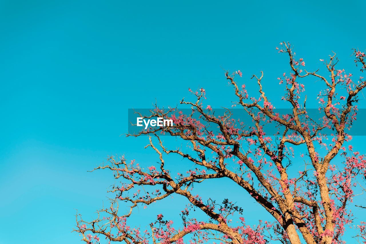 CLOSE-UP OF FLOWER TREE AGAINST BLUE SKY