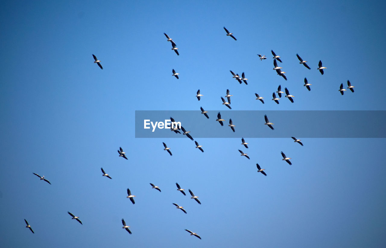 FLOCK OF BIRDS IN THE SKY