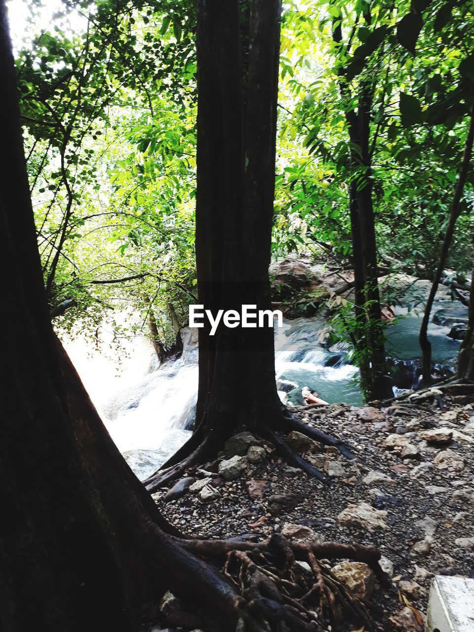 VIEW OF TREES GROWING IN FOREST