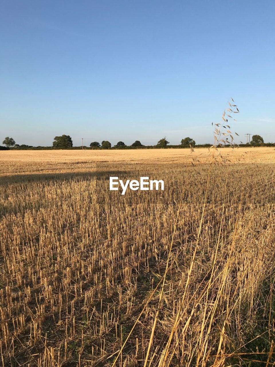 FIELD AGAINST CLEAR SKY