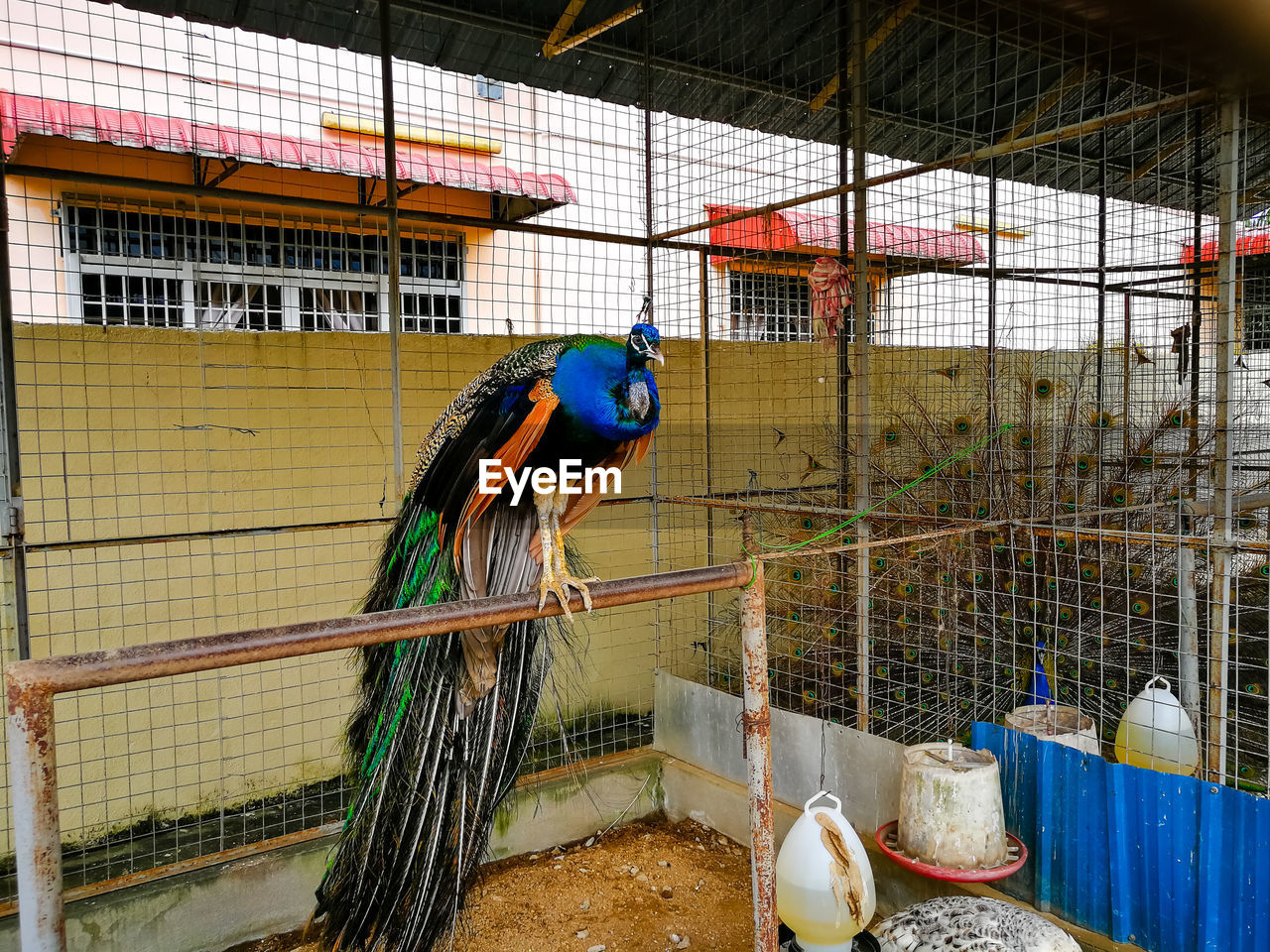 Peacock in a cage.