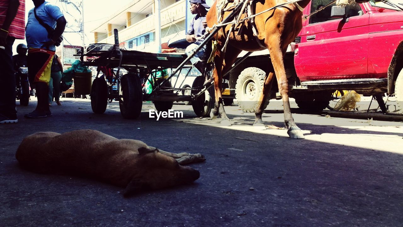 Dog lying on road