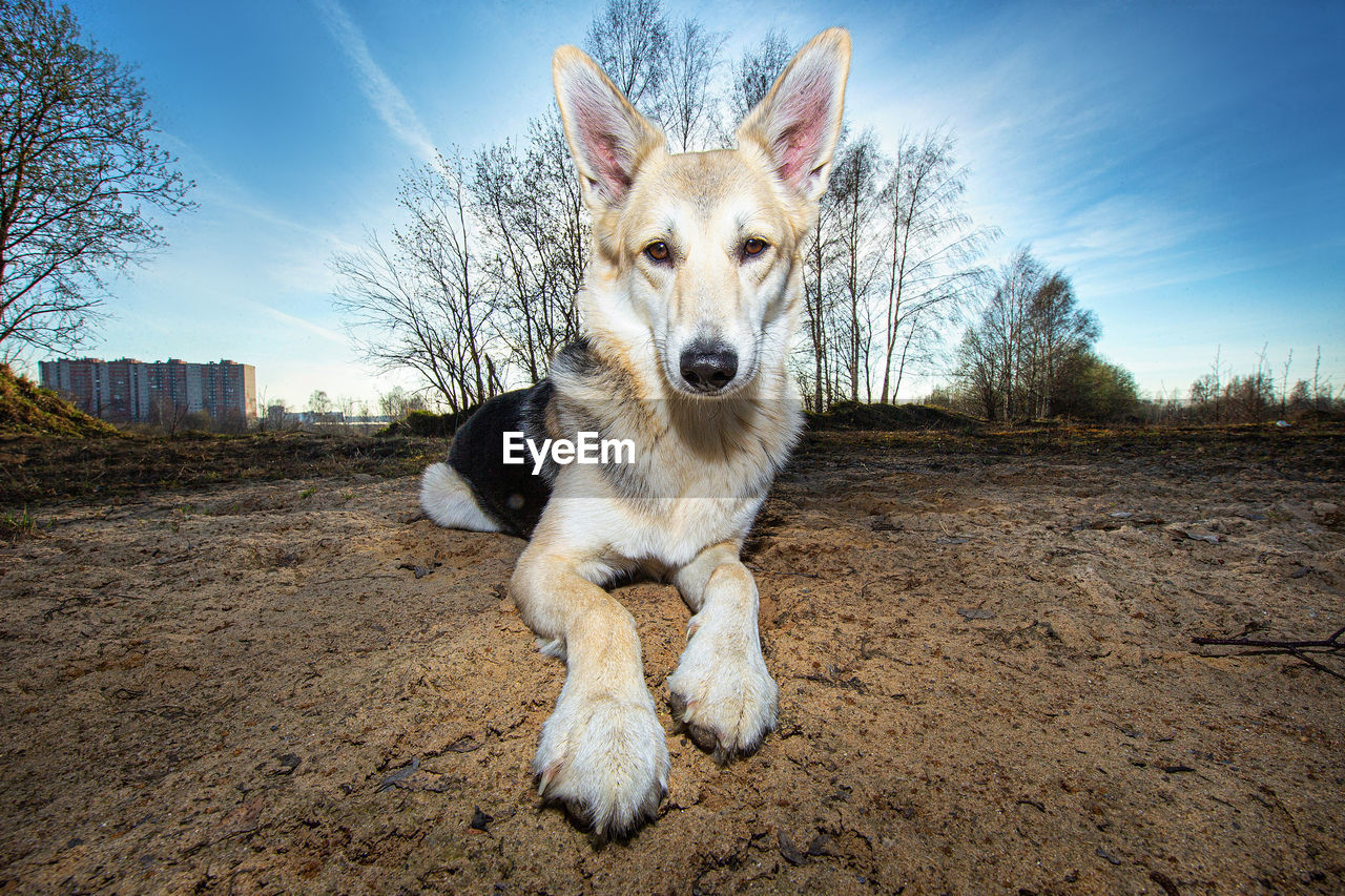 Portrait of dog sitting against sky