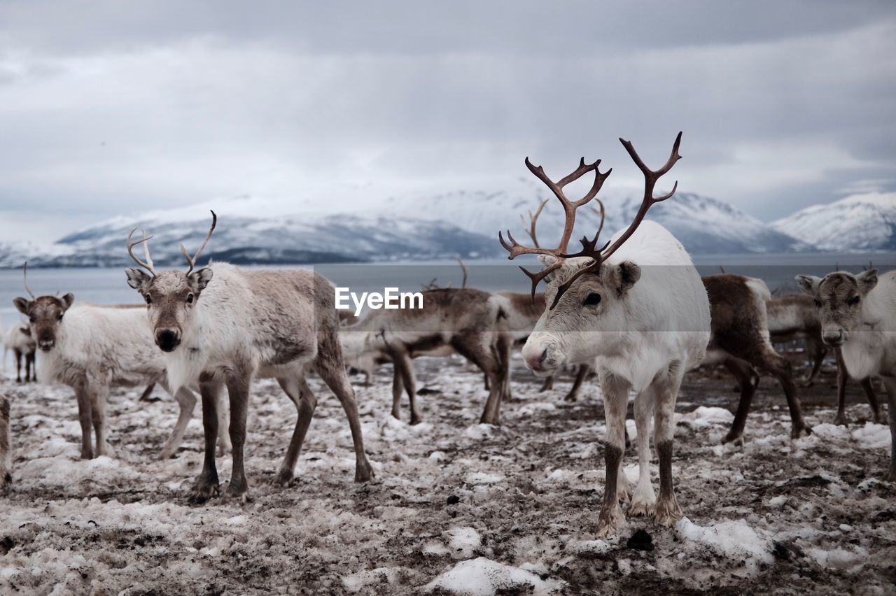 Herd of reindeer on field