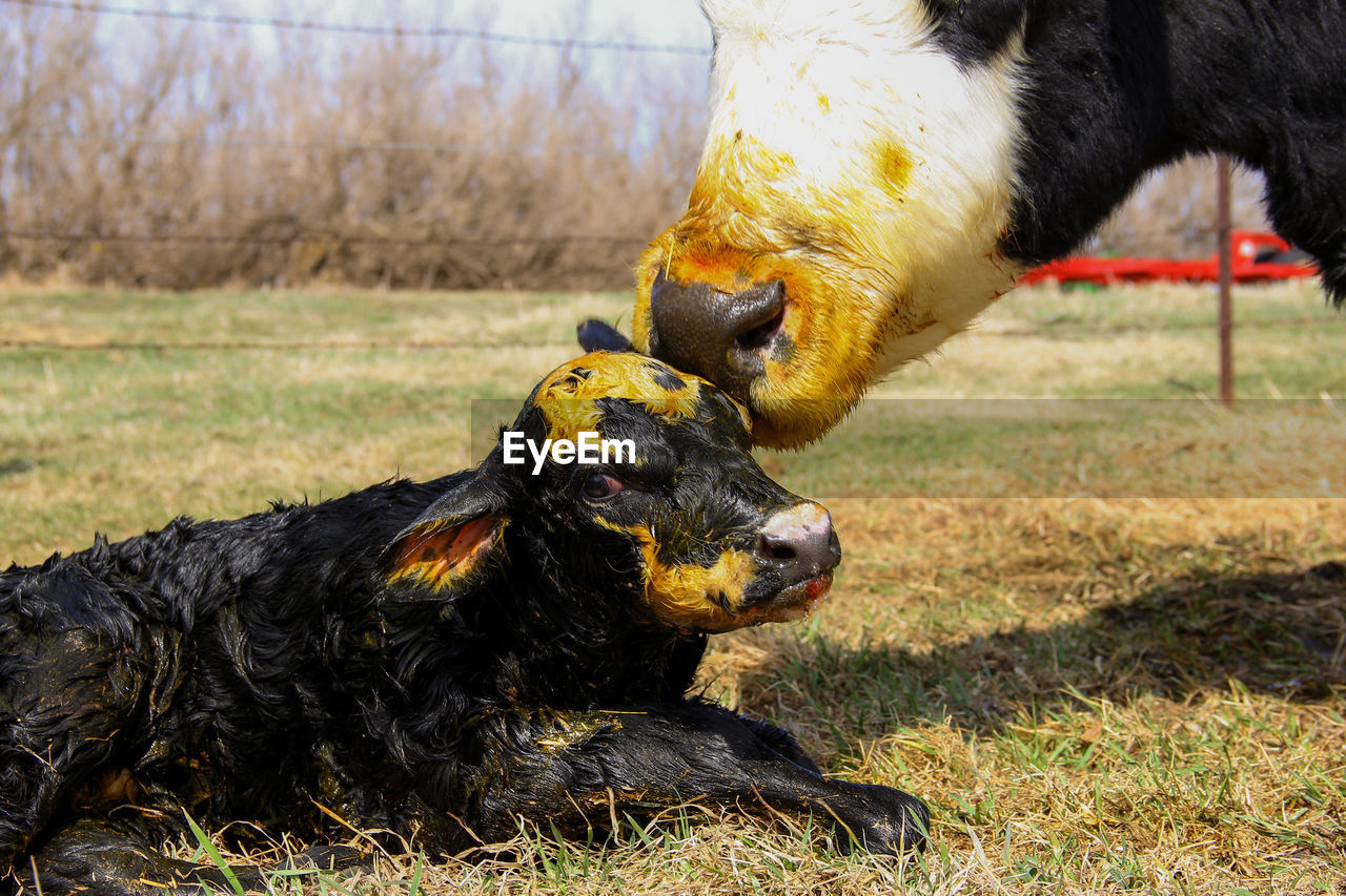 Cow licking sac on calf head at farm
