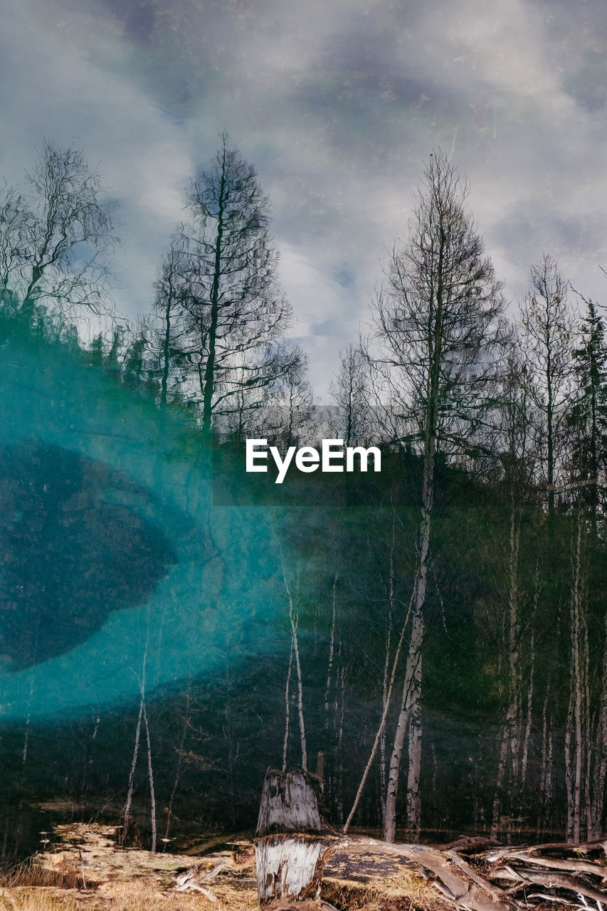 Trees in forest against sky