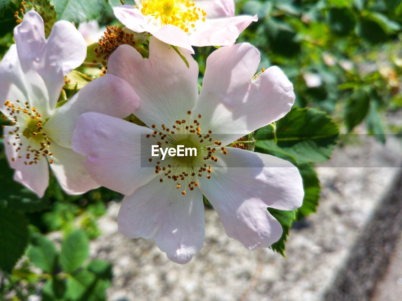 CLOSE-UP OF FRESH WHITE ROSE FLOWER