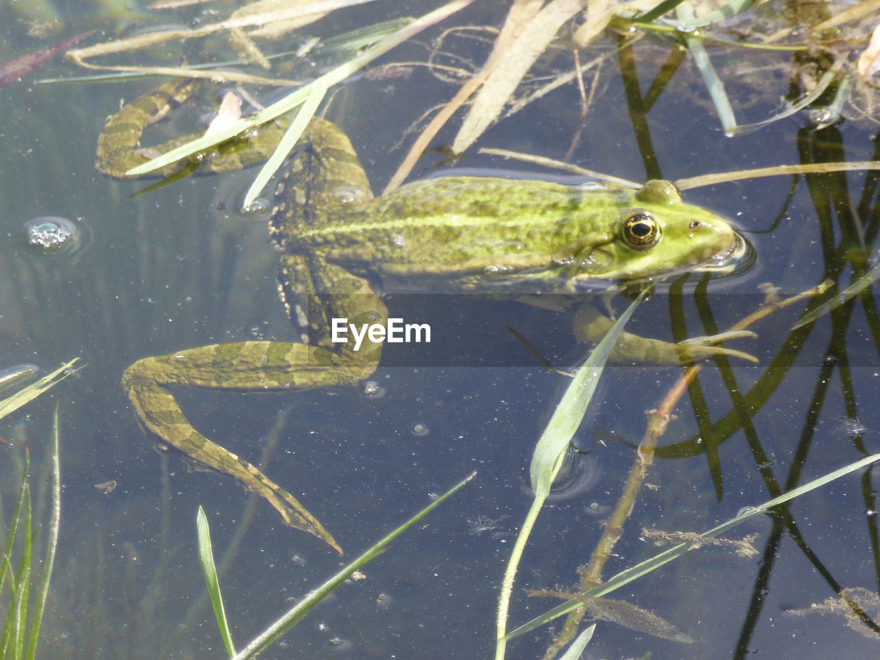 animal, animal themes, animal wildlife, wildlife, water, one animal, amphibian, reptile, nature, lake, no people, swimming, aquarium, day, underwater, outdoors, fish, crocodile, plant, true frog, marine biology