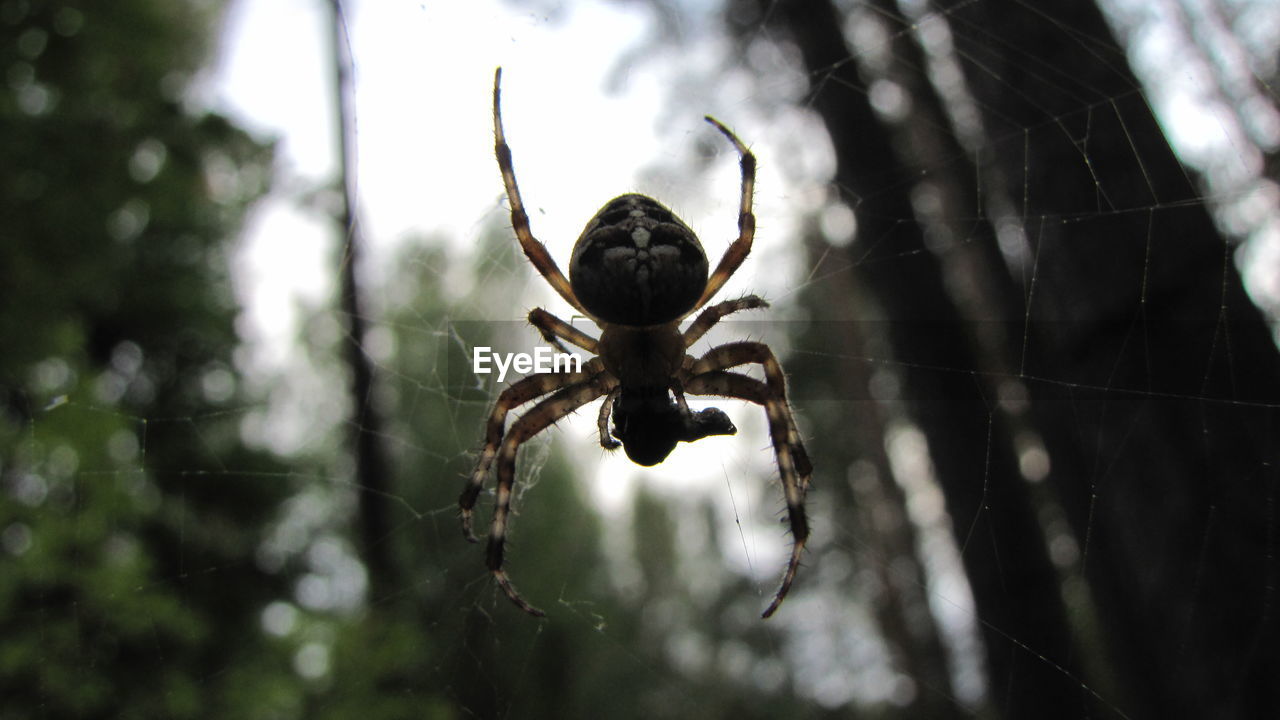 Spider on web in forest