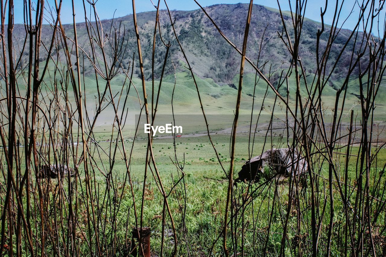 Scenic view of grass on land by lake