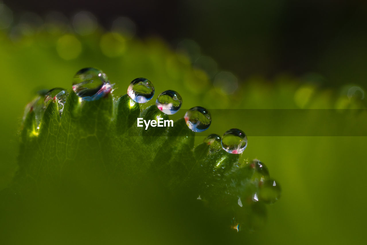 CLOSE-UP OF RAINDROPS ON PLANT