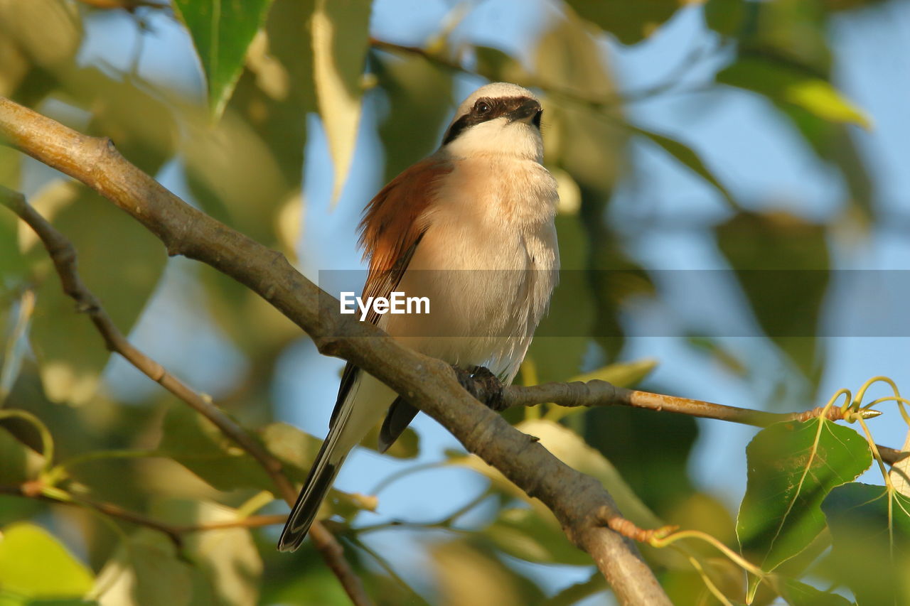 BIRD PERCHING ON A BRANCH